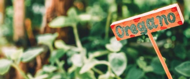 Oregano signage