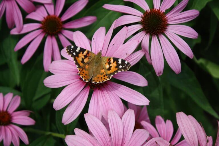 Sonhar com mariposa