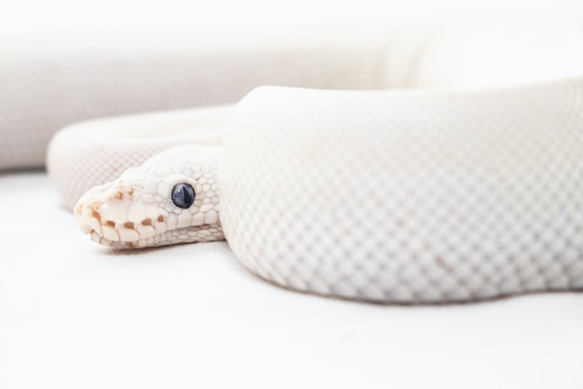 O Que Significa Sonhar Com Cobra Branca
