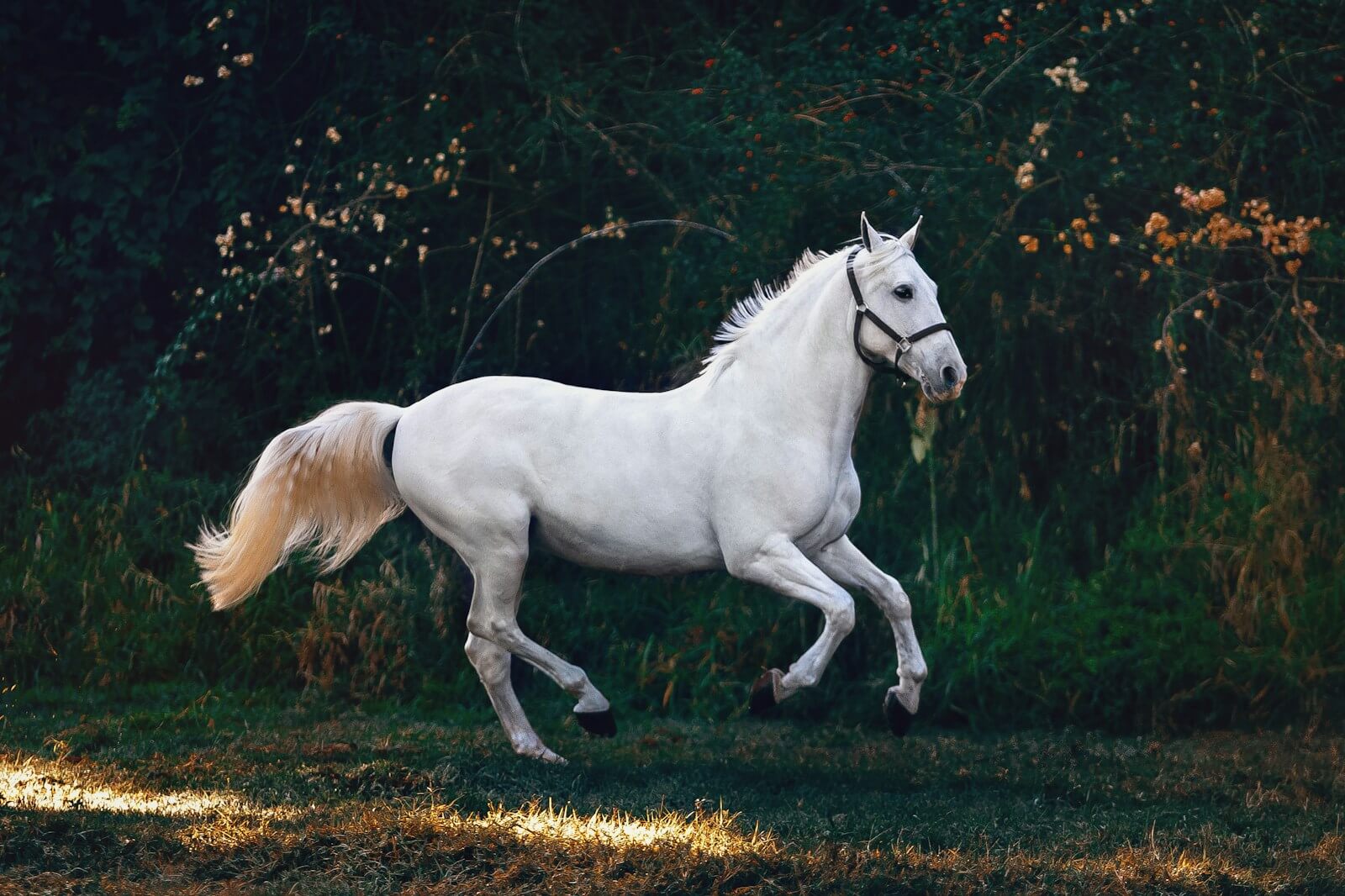 significado espiritual do cavalo