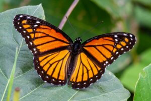 significado espiritual da borboleta