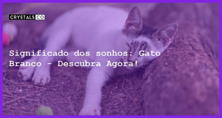 Significado dos sonhos: Gato Branco - Descubra Agora! - sonhar com gato branco