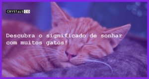 Descubra o significado de sonhar com muitos gatos! - sonhar com muitos gatos